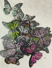Edible butterfly Wafer Paper - Black multi