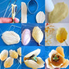 Petal Cutter Tulip Cookie Mould Set Sugar Arts Fondant
